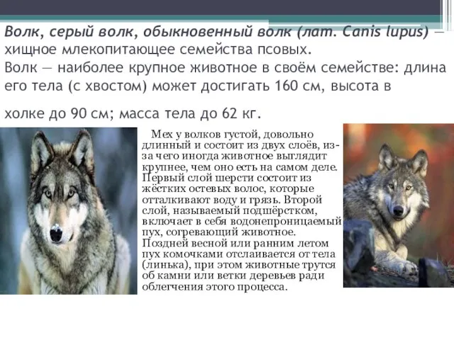 Волк, серый волк, обыкновенный волк (лат. Canis lupus) — хищное млекопитающее