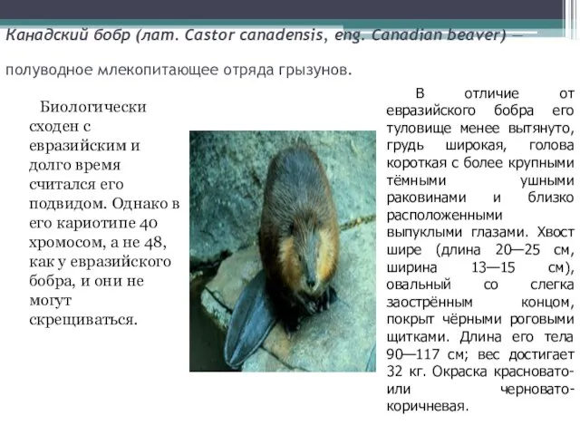 Канадский бобр (лат. Castor canadensis, eng. Canadian beaver) — полуводное млекопитающее