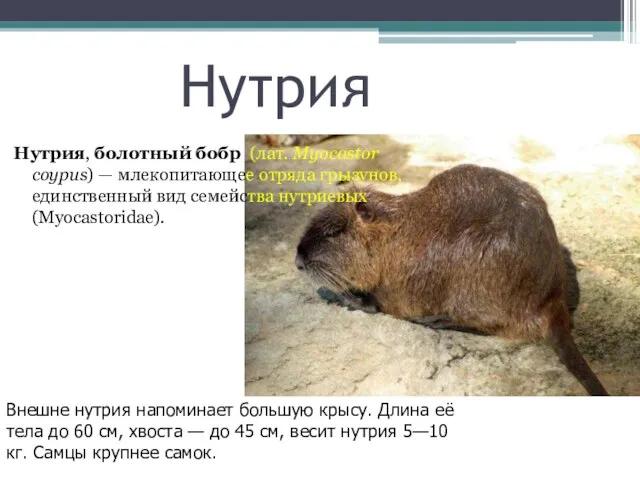 Нутрия Нутрия, болотный бобр (лат. Myocastor coypus) — млекопитающее отряда грызунов,