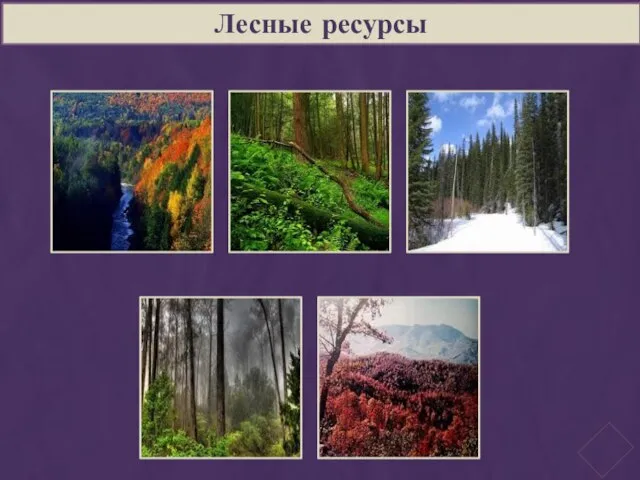 Лесные ресурсы