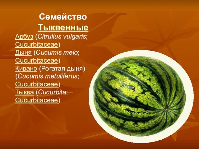 Семейство Тыквенные Арбуз (Citrullus vulgaris; Cucurbitaceae) Дыня (Cucumis melo; Cucurbitaceae) Кивано