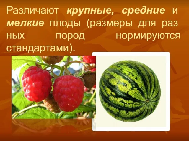 Различают крупные, средние и мелкие плоды (размеры для раз­ных пород нормируются стандартами).