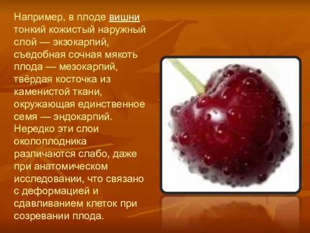 Например, в плоде вишни тонкий кожистый наружный слой — экзокарпий, съедобная