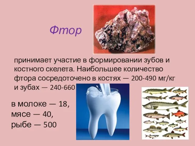 Фтор принимает участие в формировании зубов и костного скелета. Наибольшее количество