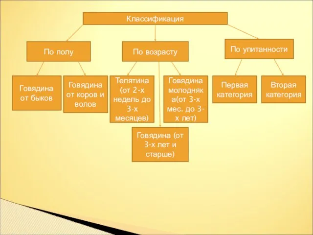 Классификация По полу По возрасту По упитанности Говядина от быков Говядина