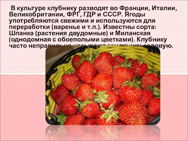 В культуре клубнику разводят во Франции, Италии, Великобритании, ФРГ, ГДР и