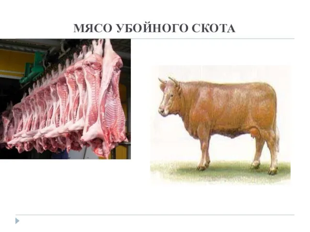 МЯСО УБОЙНОГО СКОТА