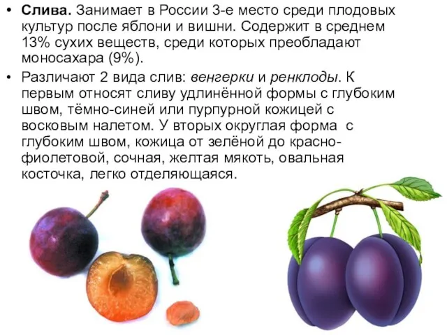 Слива. Занимает в России 3-е место среди плодовых культур после яблони