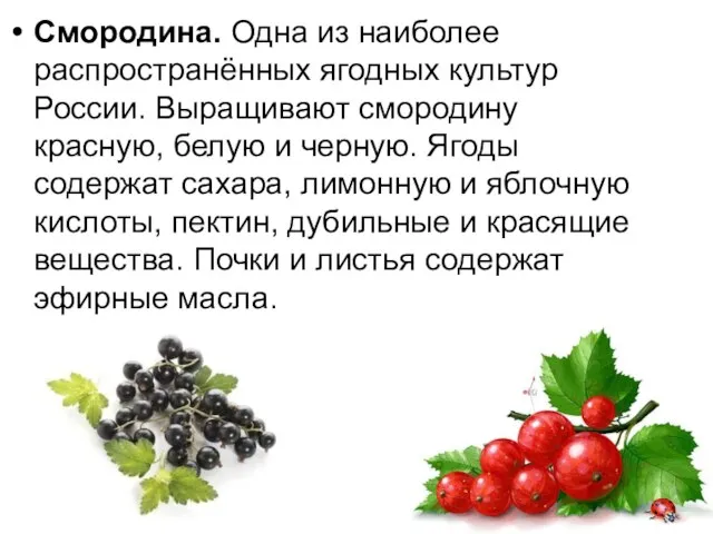 Смородина. Одна из наиболее распространённых ягодных культур России. Выращивают смородину красную,