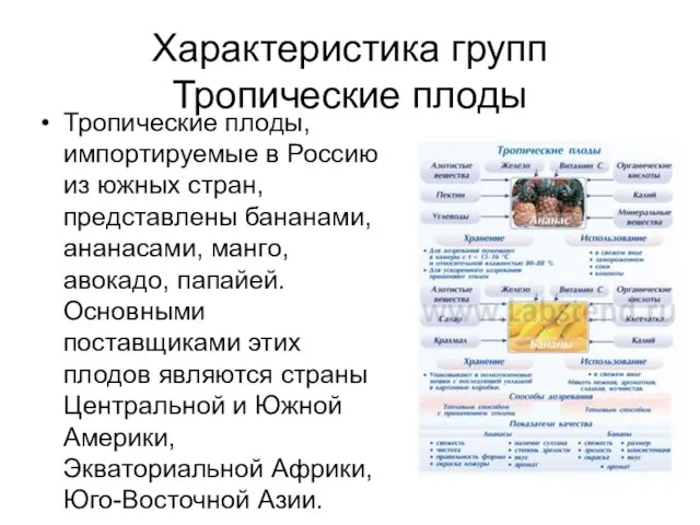 Характеристика групп Тропические плоды Тропические плоды, импортируемые в Россию из южных