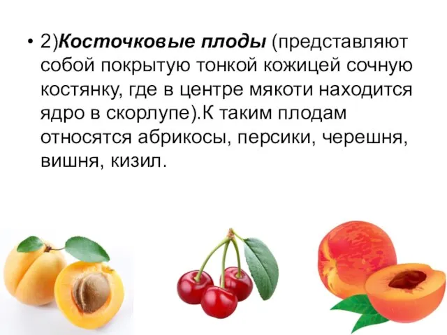 2)Косточковые плоды (представляют собой покрытую тонкой кожицей сочную костянку, где в