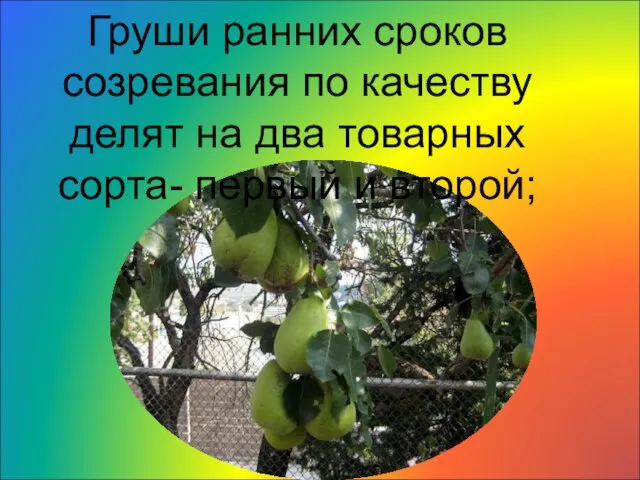 Груши ранних сроков созревания по качеству делят на два товарных сорта- первый и второй;