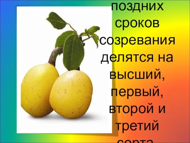 Груши поздних сроков созревания делятся на высший, первый, второй и третий сорта.