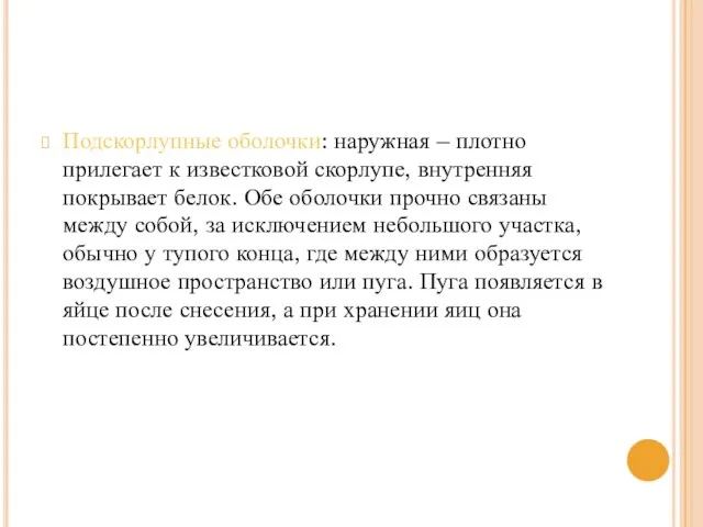 Подскорлупные оболочки: наружная – плотно прилегает к известковой скорлупе, внутренняя покрывает