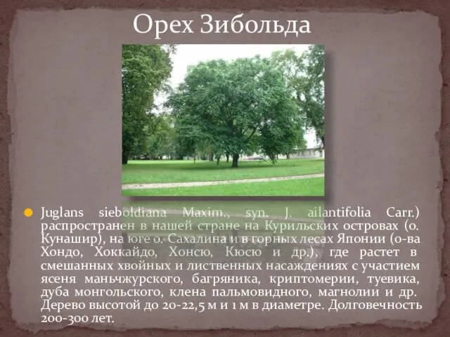 Juglans sieboldiana Maxim., syn. J. аilantifolia Carr.) распространен в нашей стране