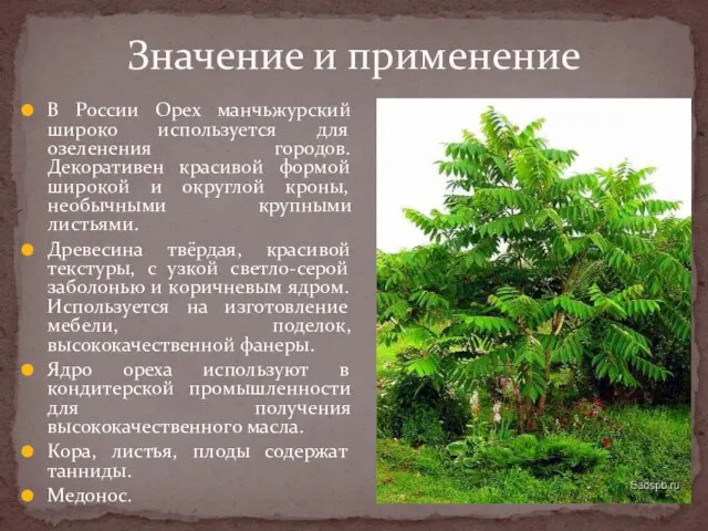 В России Орех манчьжурский широко используется для озеленения городов. Декоративен красивой