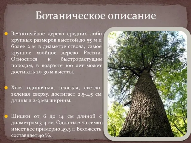 Вечнозелёное дерево средних либо крупных размеров высотой до 55 м и