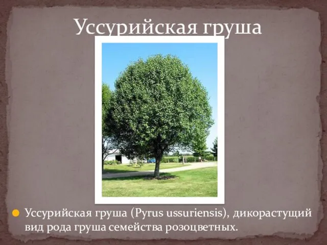 Уссурийская груша (Pyrus ussuriensis), дикорастущий вид рода груша семейства розоцветных. Уссурийская груша