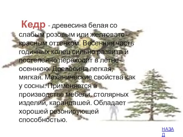 Кедр - древесина белая со слабым розовым или желтовато-красным оттенком. Весенняя