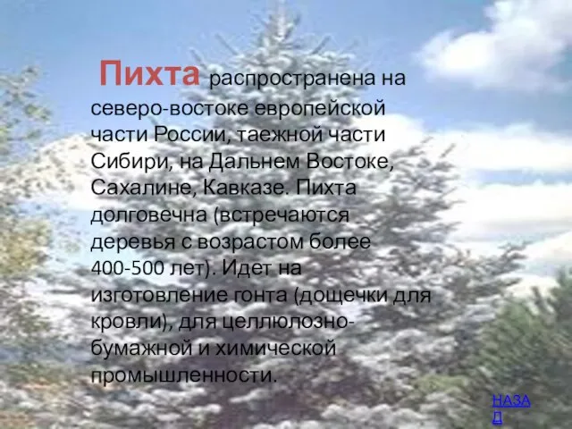 Пихта распространена на северо-востоке европейской части России, таежной части Сибири, на