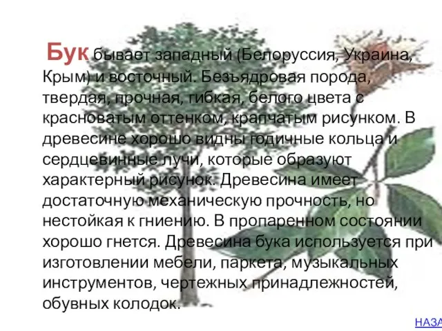 Бук бывает западный (Белоруссия, Украина, Крым) и восточный. Безъядровая порода, твердая,