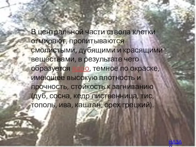 В центральной части ствола клетки отмирают, пропитываются смолистыми, дубящими и красящими