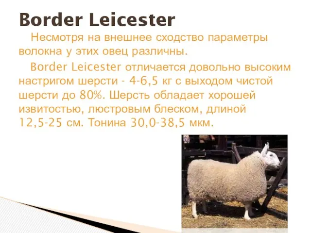Несмотря на внешнее сходство параметры волокна у этих овец различны. Border