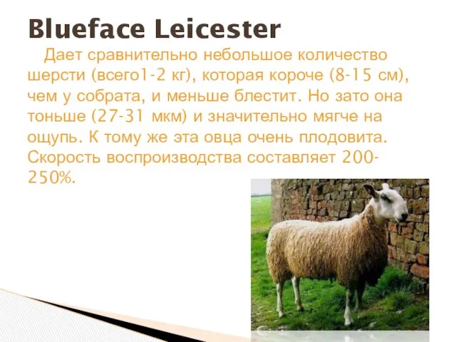 Дает сравнительно небольшое количество шерсти (всего1-2 кг), которая короче (8-15 см),