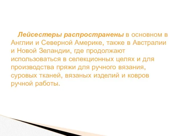 Лейсестеры распространены в основном в Англии и Северной Америке, также в