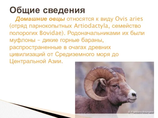 Домашние овцы относятся к виду Ovis aries (отряд парнокопытных Artiodactyla, семейство