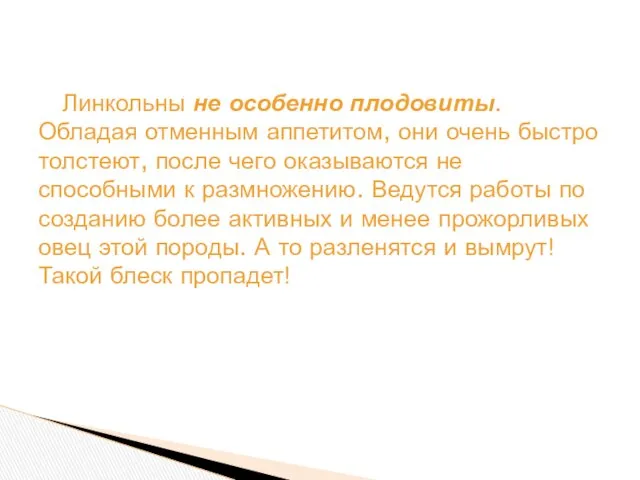 Линкольны не особенно плодовиты. Обладая отменным аппетитом, они очень быстро толстеют,