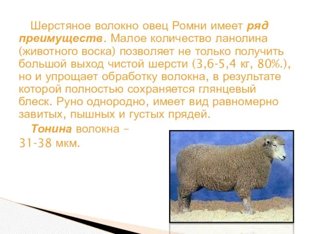 Шерстяное волокно овец Ромни имеет ряд преимуществ. Малое количество ланолина (животного