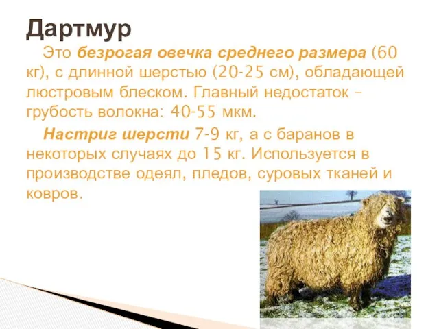 Это безрогая овечка среднего размера (60 кг), с длинной шерстью (20-25