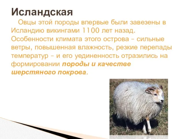 Овцы этой породы впервые были завезены в Исландию викингами 1100 лет