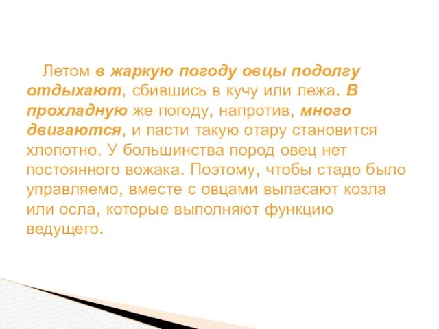 Летом в жаркую погоду овцы подолгу отдыхают, сбившись в кучу или