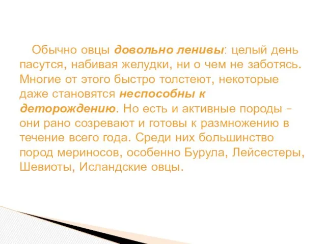 Обычно овцы довольно ленивы: целый день пасутся, набивая желудки, ни о