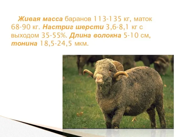 Живая масса баранов 113-135 кг, маток 68-90 кг. Настриг шерсти 3,6-8,1