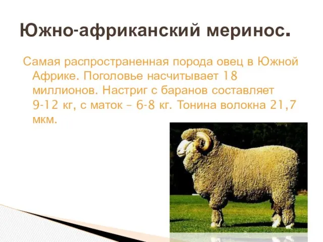 Самая распространенная порода овец в Южной Африке. Поголовье насчитывает 18 миллионов.