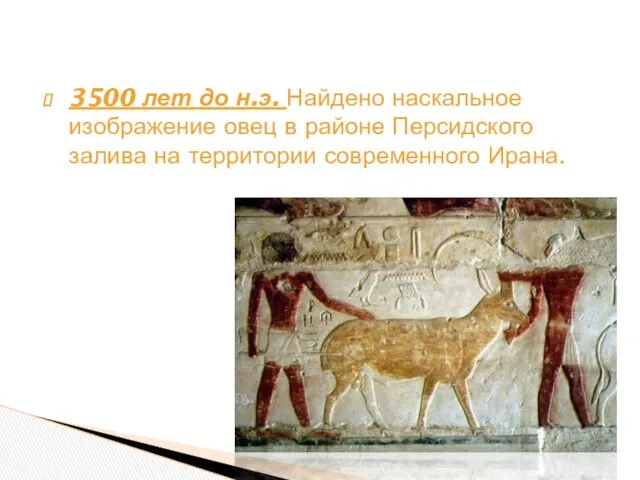 3500 лет до н.э. Найдено наскальное изображение овец в районе Персидского залива на территории современного Ирана.