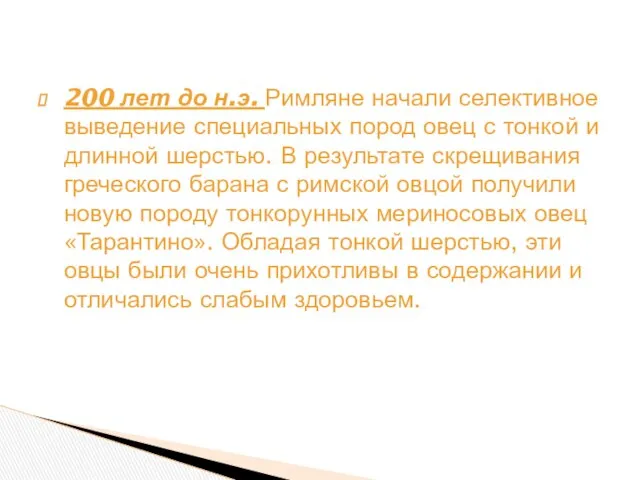 200 лет до н.э. Римляне начали селективное выведение специальных пород овец