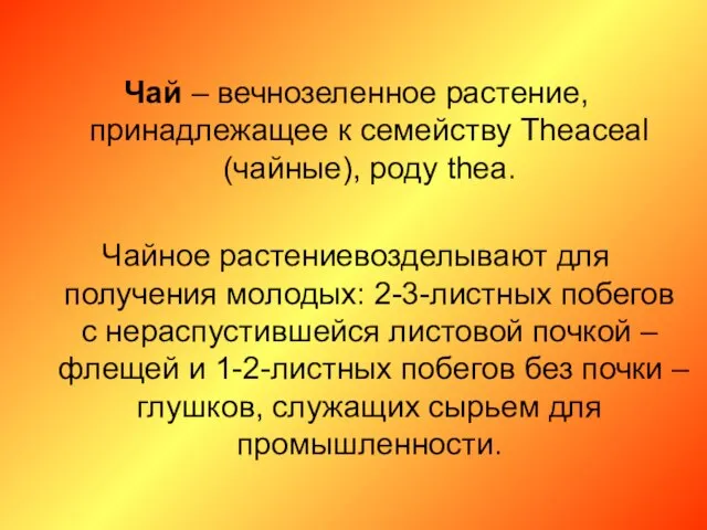 Чай – вечнозеленное растение, принадлежащее к семейству Theaceal (чайные), роду thea.