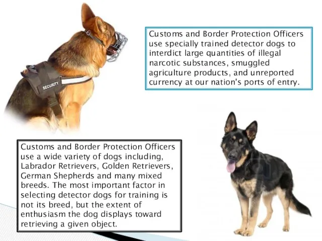 Customs and Border Protection Officers use specially trained detector dogs to