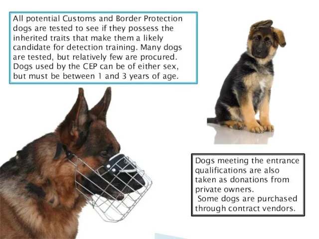 All potential Customs and Border Protection dogs are tested to see