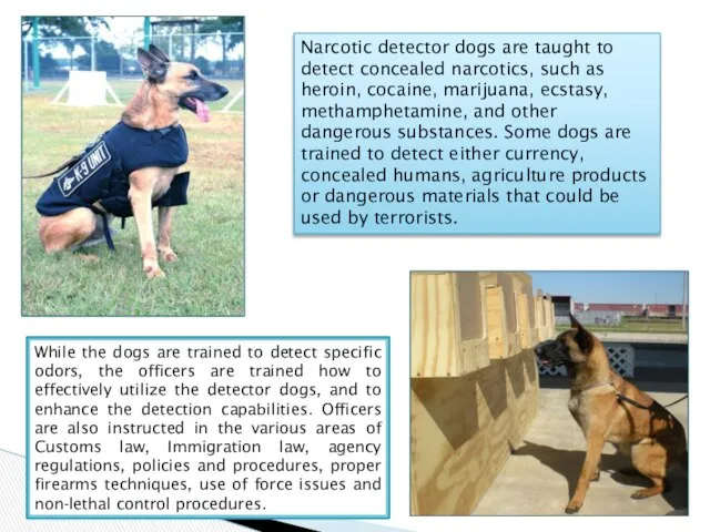 Narcotic detector dogs are taught to detect concealed narcotics, such as