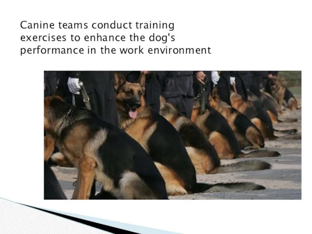 Canine teams conduct training exercises to enhance the dog's performance in the work environment.