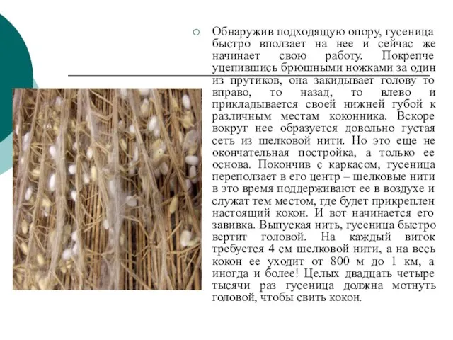 Обнаружив подходящую опору, гусеница быстро вползает на нее и сейчас же