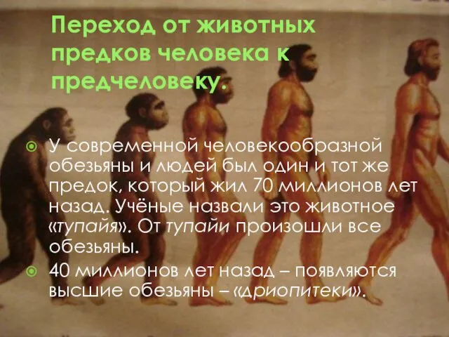 Переход от животных предков человека к предчеловеку. У современной человекообразной обезьяны