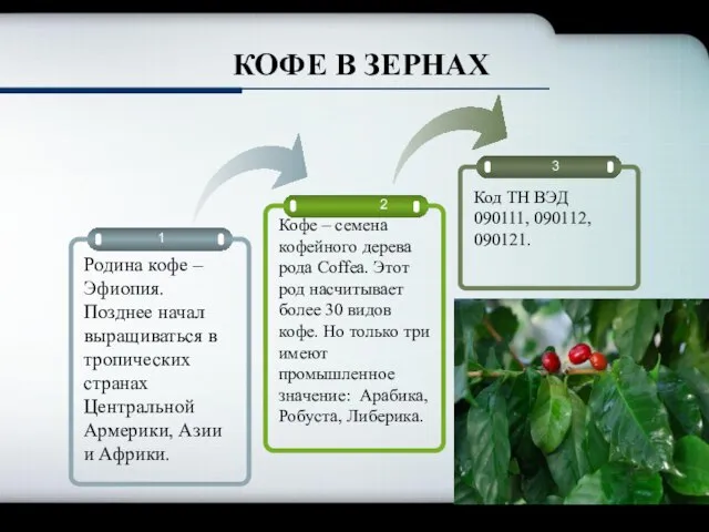 2 3 Кофе – семена кофейного дерева рода Coffea. Этот род