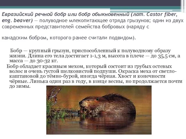 Евразийский речной бобр или бобр обыкновенный (лат. Castor fiber, eng. beaver)