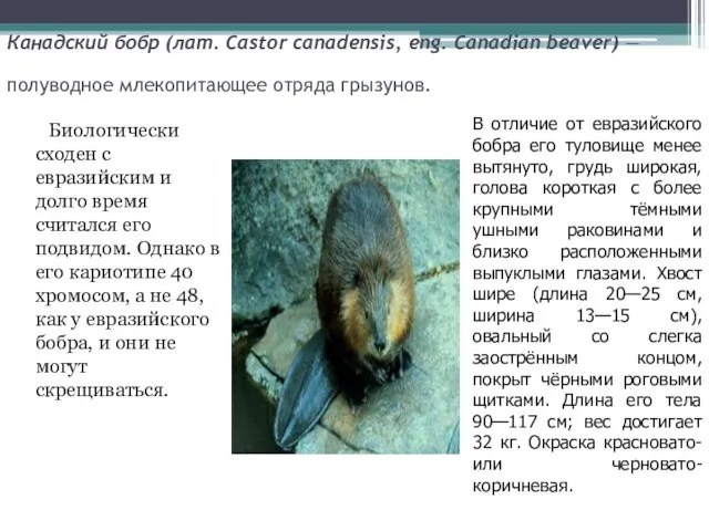 Канадский бобр (лат. Castor canadensis, eng. Canadian beaver) — полуводное млекопитающее